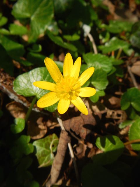 Celandine Celandine