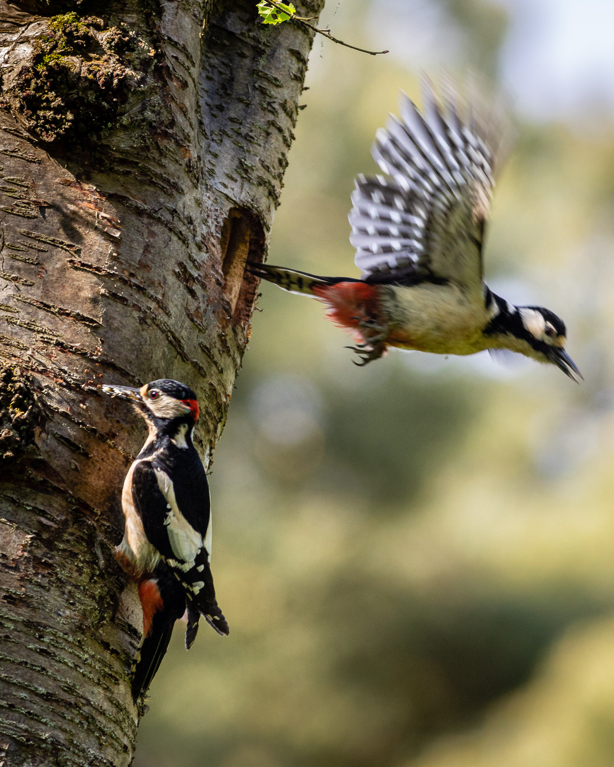 Woodpecker by the waterfall Woodpecker by the waterfall